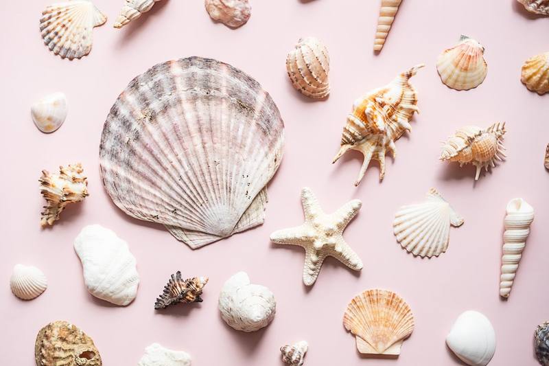 Conchas, caracolas y estrellas de mar