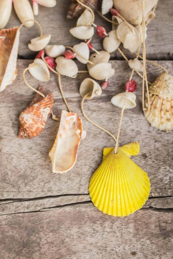 Colección de conchas y elementos marinos