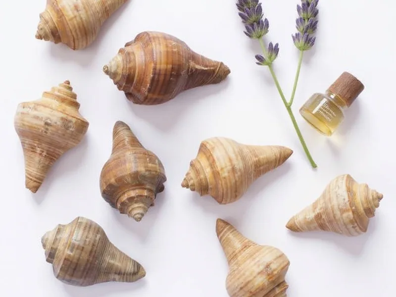 Caracolas beach - El Sello de Autenticidad: Caracolas Naturales para Proyectos Únicos