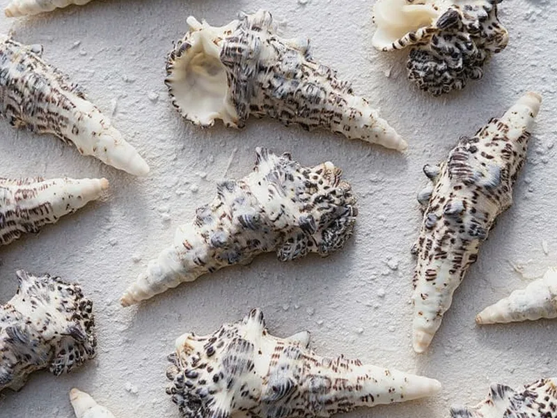 Caracolas marinas cerithium nodulosum 1kg - El Secreto de la Naturaleza: Caracolas Cerithium Nodulosum para tus Creaciones