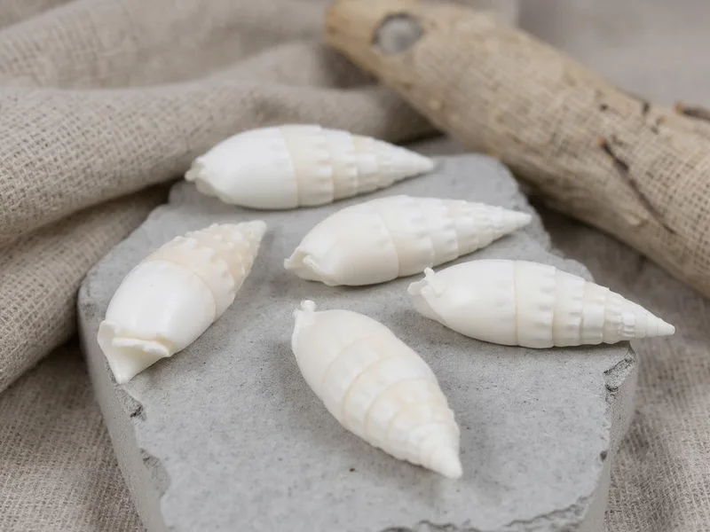 Caracolas marinas rhinoclavis vertagus 1 kg - Caracolas Rhinoclavis Vertagus: La Fusión Perfecta de Naturaleza y Tendencia