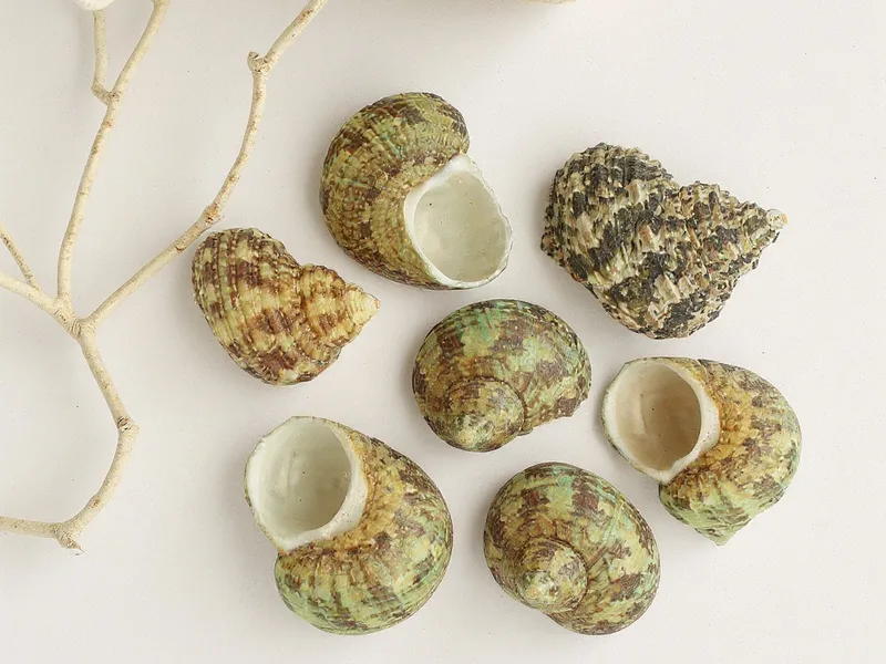 Caracolas Turbo Bruneus sobre microcemento con tela de lino, elementos naturales y luz suave