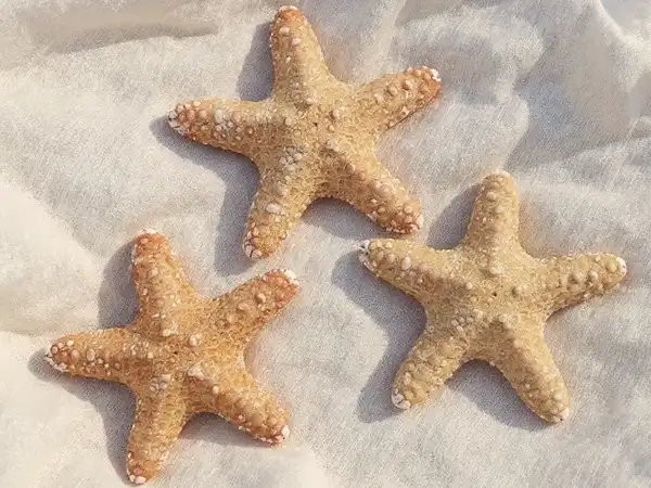 Varias estrellas de mar Jungle naturales mostrando sus colores y texturas, tips de uso y cuidado