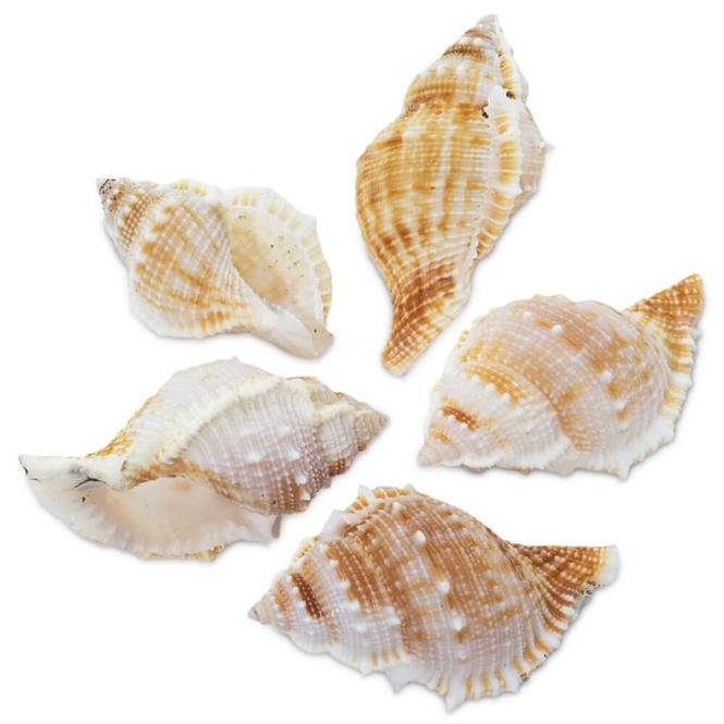 Caracolas bursa rana