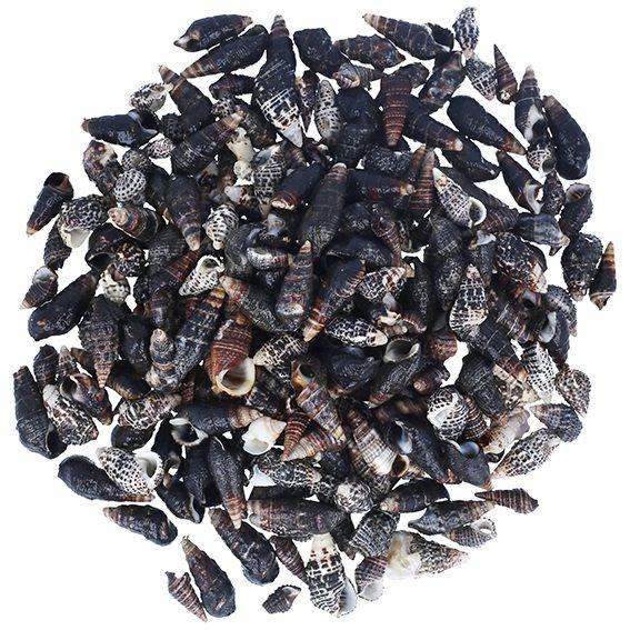 Caracolas de mar nassa trivitata 1 kg