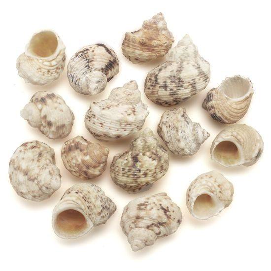 Caracolas de mar Turbo Goldmouth 1 kg