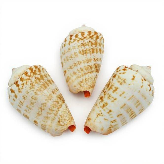 Caracolas marinas Strombus Luhuanus 1 kg