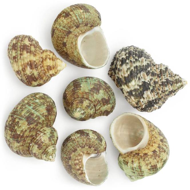 Caracolas marinas Turbo Bruneus 1 kg