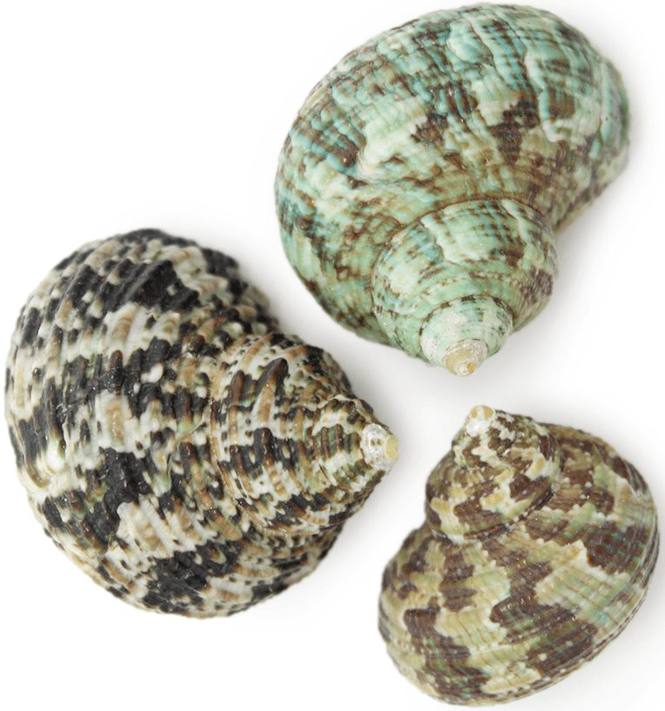 Caracolas marinas Turbo Bruneus 1 kg