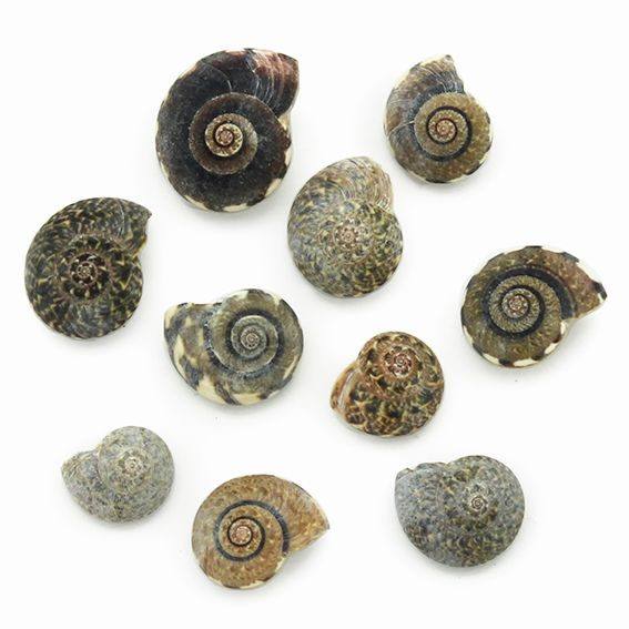 Caracolas mini Obba Natica Black 1 kg