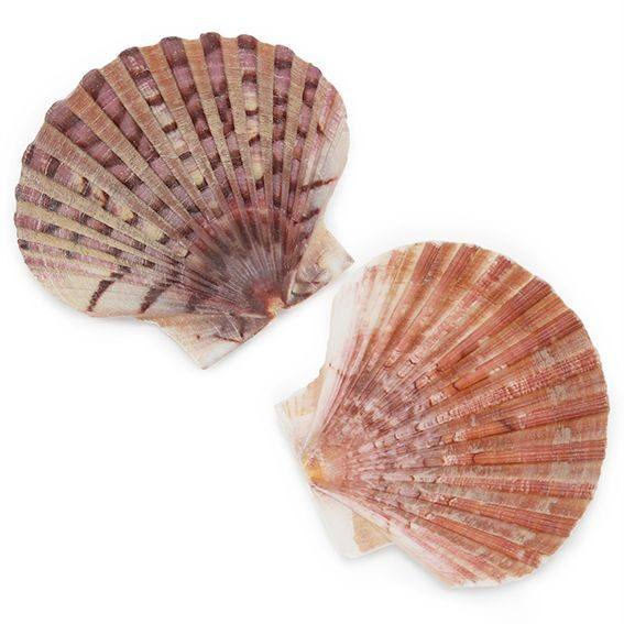 Concha vieira natural plana