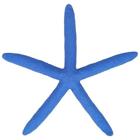 Estrella de mar albina azul 14- 16 cm