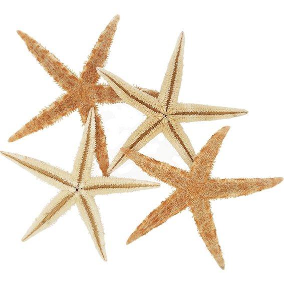 Estrella de mar filipina 2- 2,5 cm
