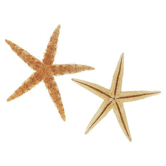 Estrella de mar filipina 2- 2,5 cm