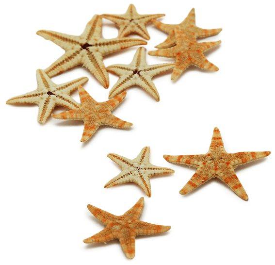 Estrella de mar filipina mini natural 0,5- 3,5 cm