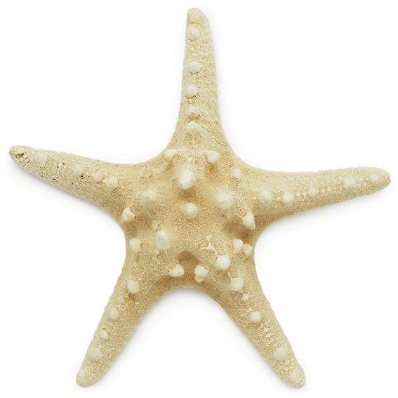 Estrella de mar horn 7,5 a 9 cm