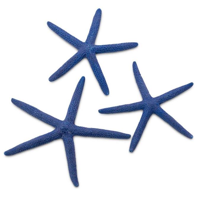 Estrella de mar natural albina azul 7,5-10 cm