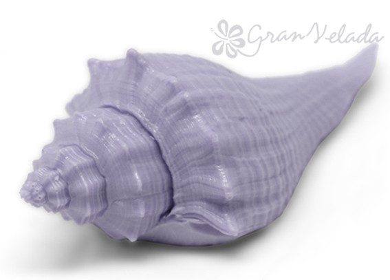 Molde caracola del Caribe