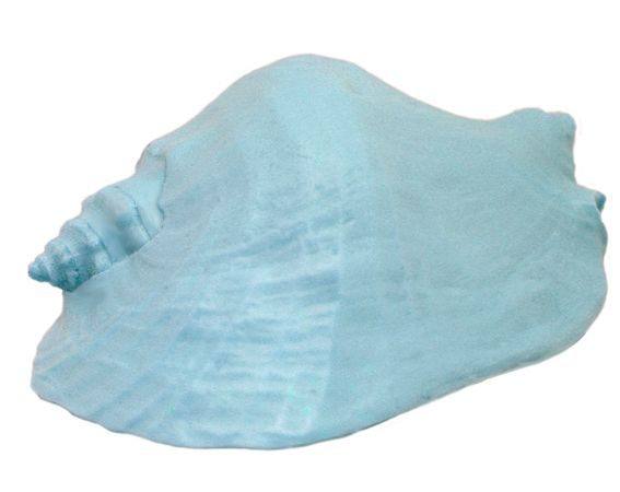 Molde caracola marina natural grande