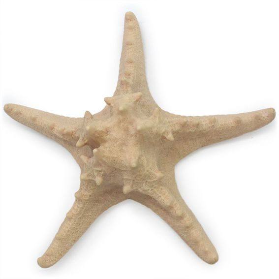 Molde estrella de mar horn 20 cm