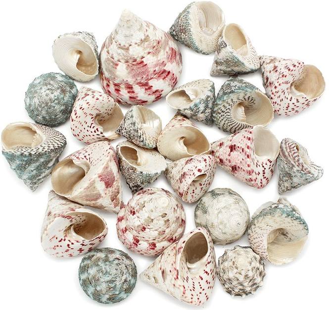 Caracolas de mar Troca Strawberry 1 kg