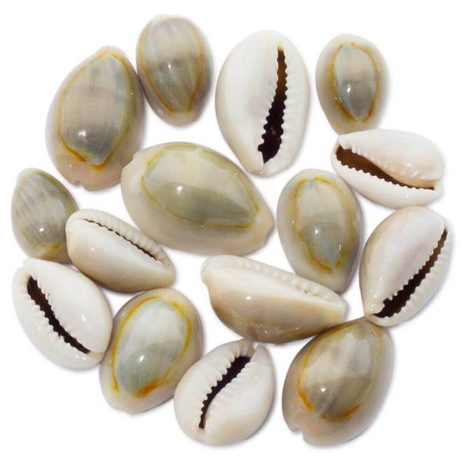 Caracolas mini cypraea annulus