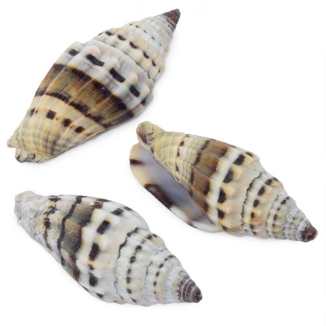 Caracolas mitra rugosa