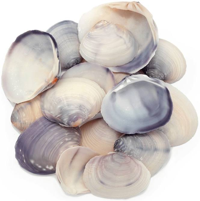 Conchas de mar purple clam 1 kg